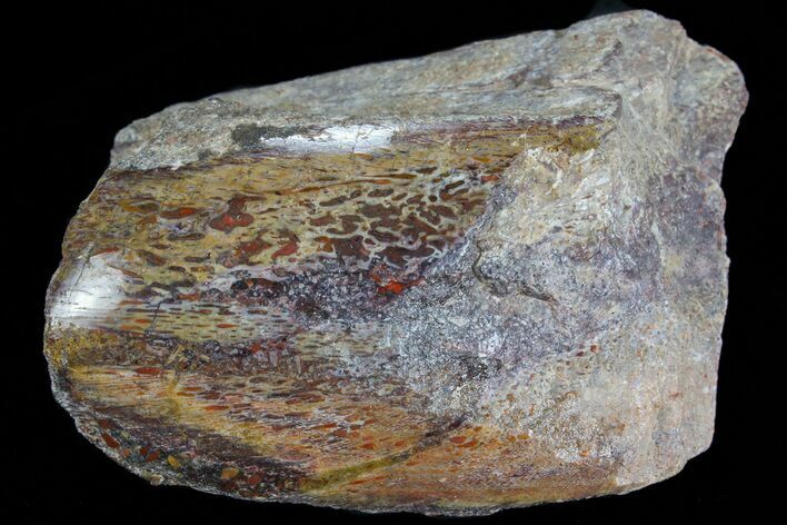 Polished Dinosaur Bone (Gembone) Section - Colorado #73013